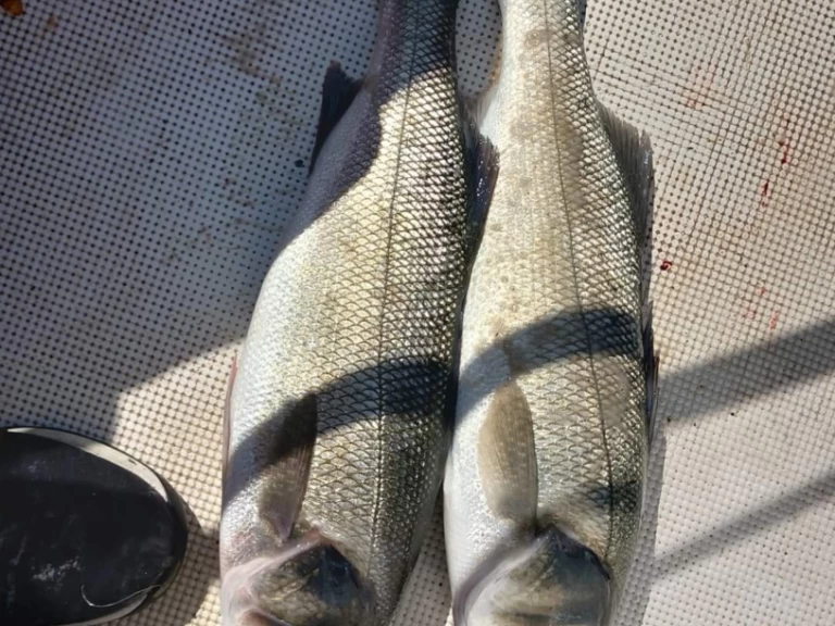 Location bateau Toulon pas cher Vector 2200WA