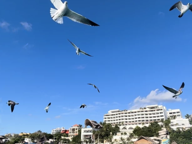 Sea Ray Sea Ray Flybridge a louer à Cancún