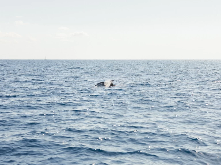 Louez un Jeanneau Sun Odyssey 409 Performance à Port d'Andratx