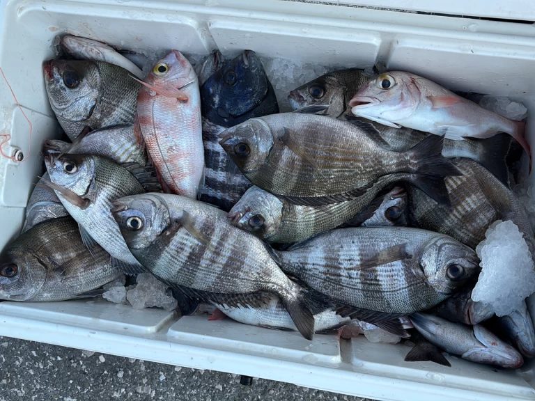 Location Bateau à moteur Bayliner avec permis