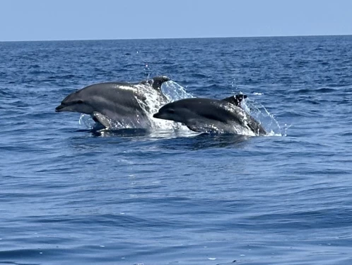 Rascala Fm17 a louer à Saint-Cyprien