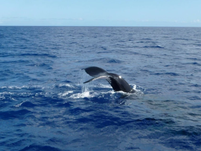 CeyCat catamaran a louer à Trincomalee