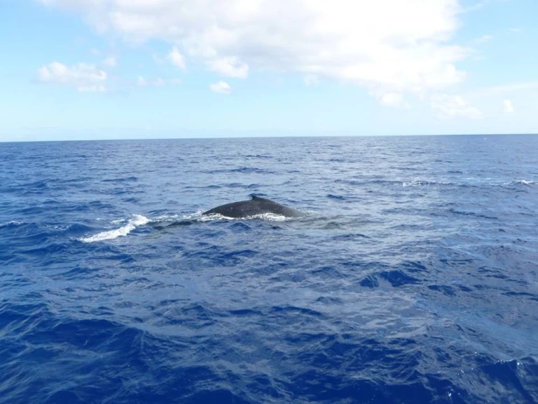 Location Voilier à Trincomalee - CeyCat catamaran