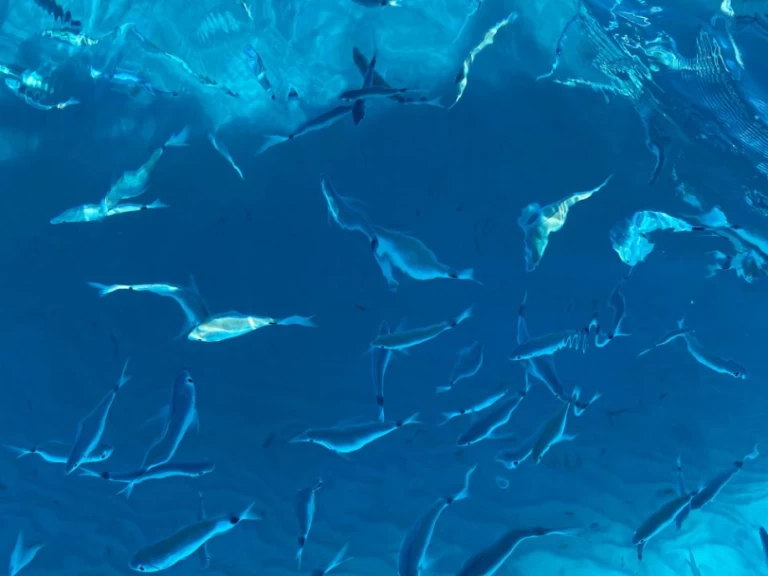 Semi-rigide à louer à Villasimius au meilleur prix