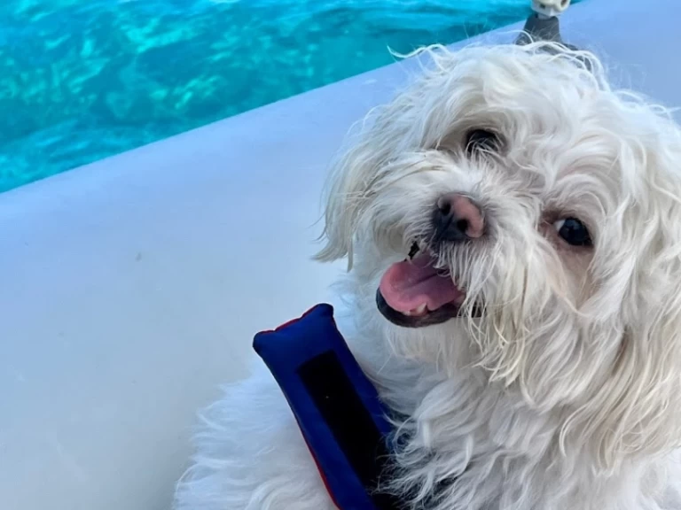 Location à Villasimius - Italboats Predator 500 sur SamBoat