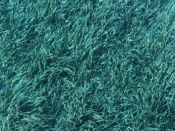 Location à Saint-Tropez - Jeanneau Merry Fisher 1095 sur SamBoat