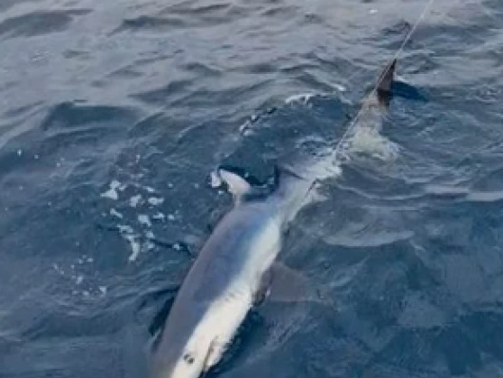 Location Bateau à moteur Ocqueteau avec permis