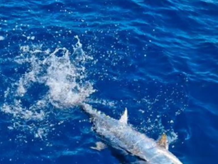 Bateau à moteur à louer à Saint-Gilles les Bains au meilleur prix