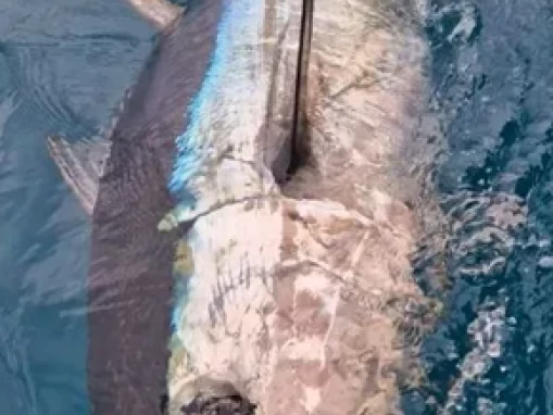 Ocqueteau Ostrea 700 T-Top a louer à Saint-Gilles les Bains