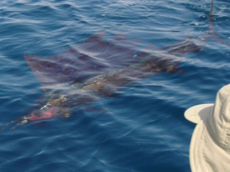 Location à Saint-Gilles les Bains - Ocqueteau Ostrea 700 T-Top sur SamBoat