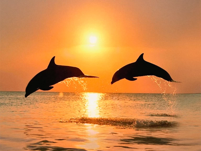 Location bateau Naviplane 710 à Benalmádena sur Samboat