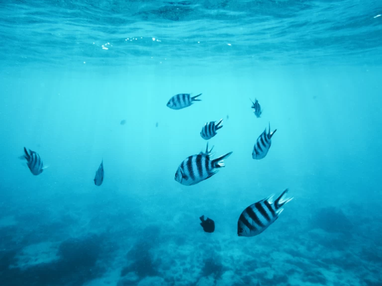 Location bateau Kendwa pas cher Custom made