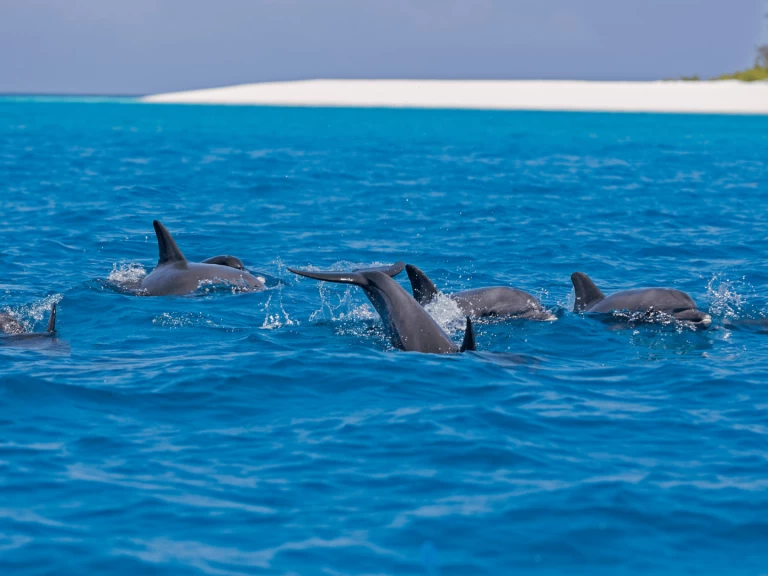 Location à Kendwa - Custom Made Custom made sur SamBoat