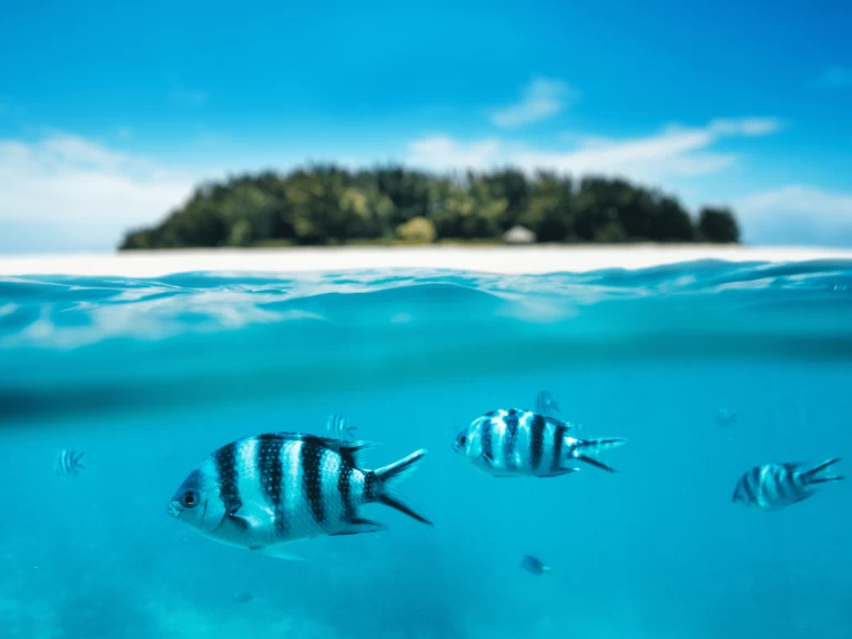 Location Catamaran à Kendwa - Custom Made Custom made