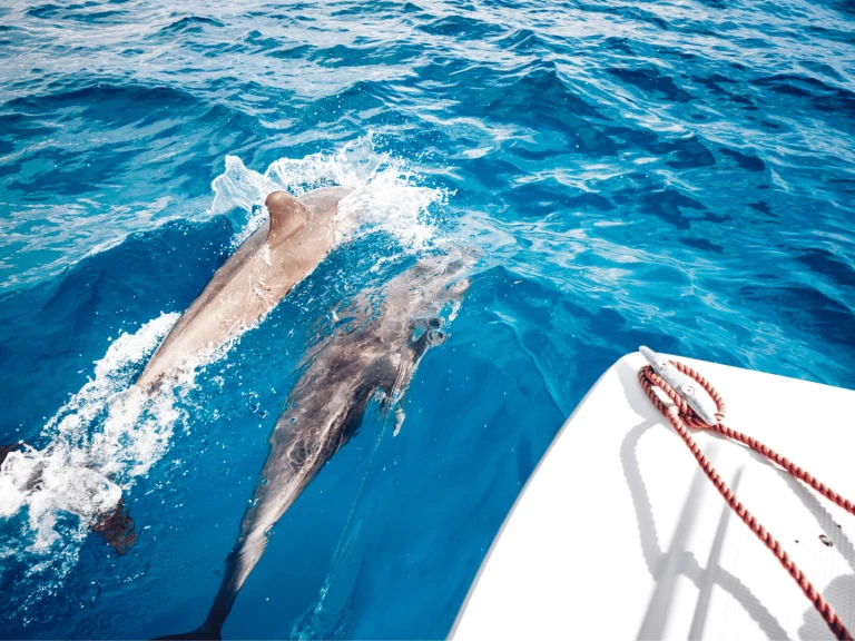 Location bateau Custom Made Custom made à Kendwa sur Samboat