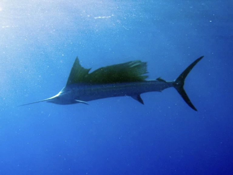 Location à Kendwa - Custom Made Custom made sur SamBoat