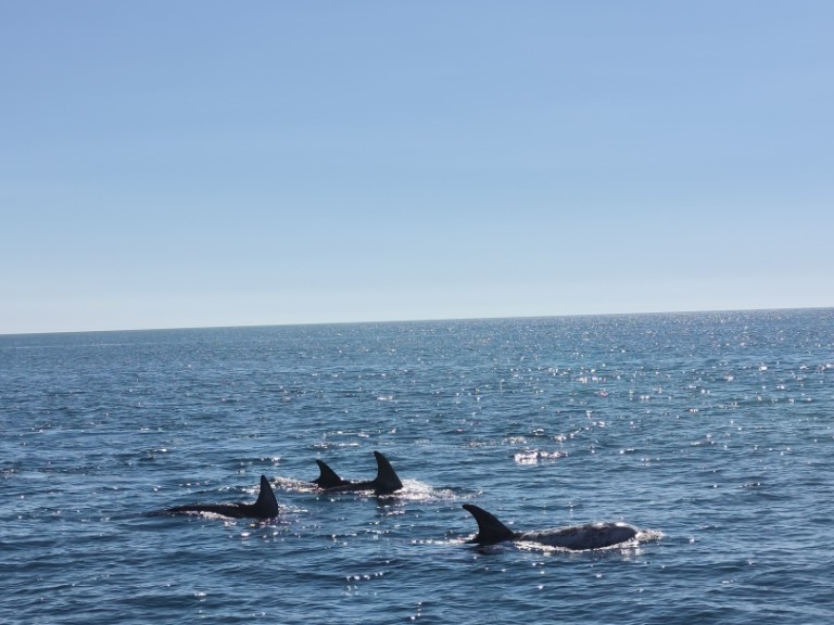 Louez un Fountaine Pajot FP 44 à Portimão