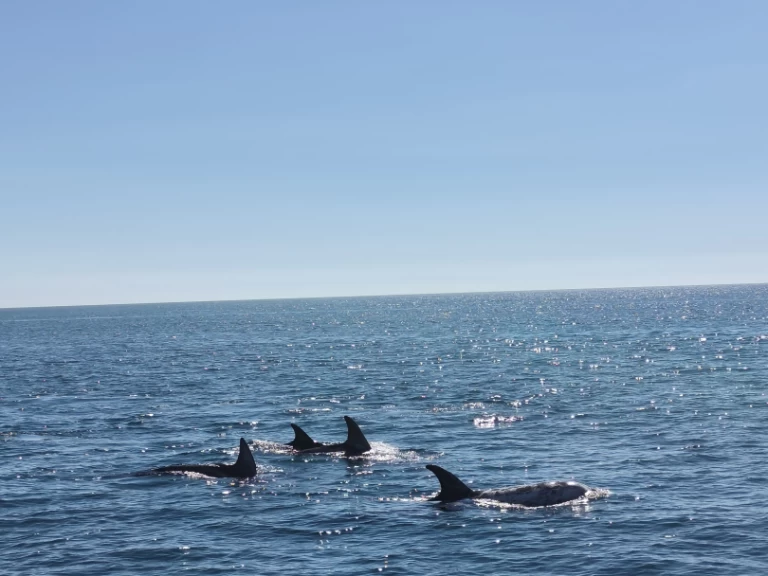 Louez un Fountaine Pajot FP 44 à Portimão