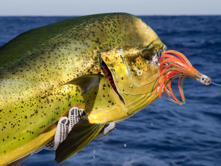 Location bateau Custom Made Custom made à Punta Cana sur Samboat