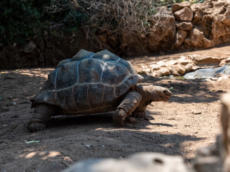 Louer Voilier avec ou sans skipper Custom à Zanzibar