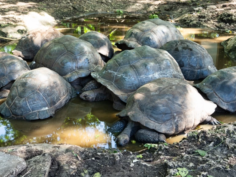 Custom Custom a louer à Zanzibar
