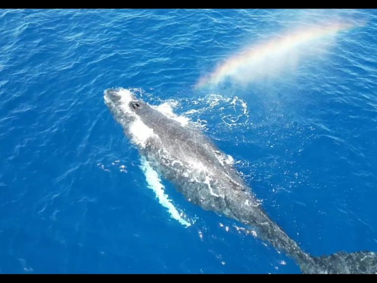 Voilier à louer à Le Gosier au meilleur prix