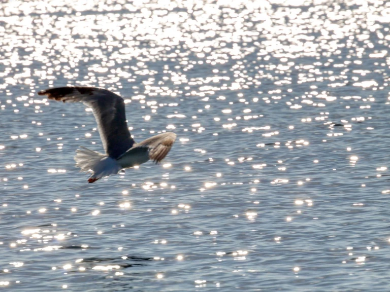 Location à Otranto - dolphin Dolphin 25 sur SamBoat
