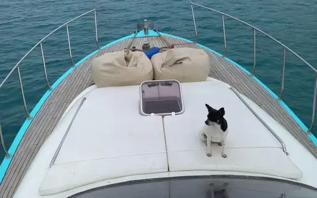 Custom Made a louer à Antalya (City)