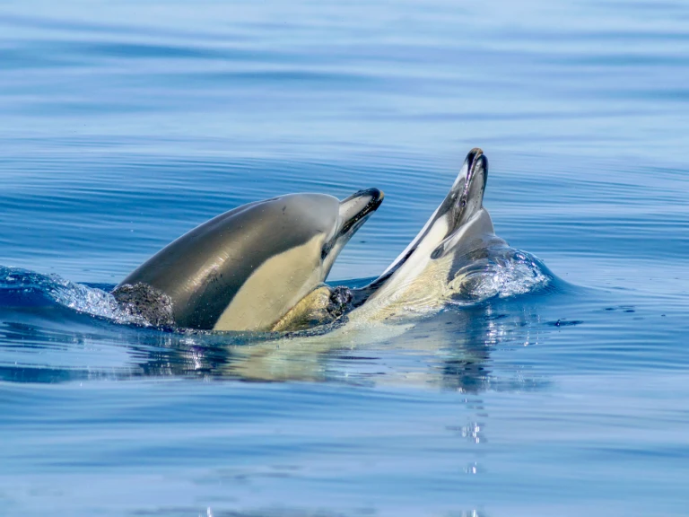 Location à Lagos - Narwhal 88 sur SamBoat