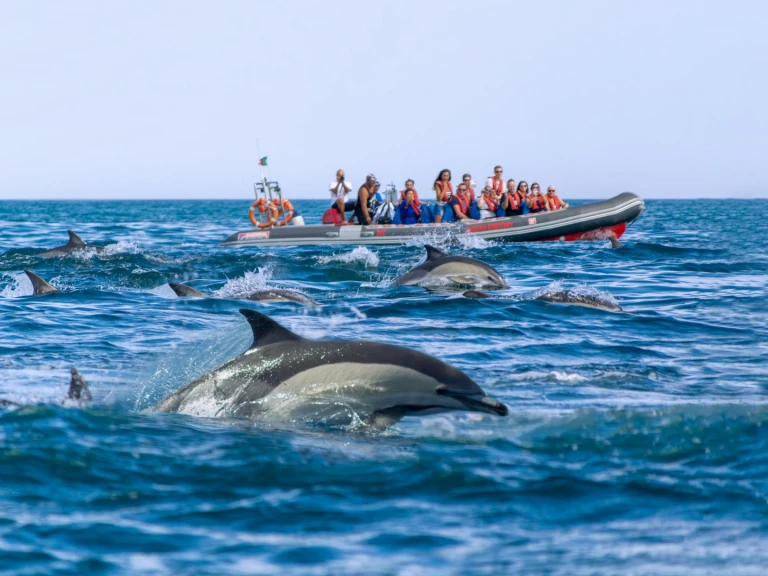 Location à Portimão - Narwhal 88 sur SamBoat