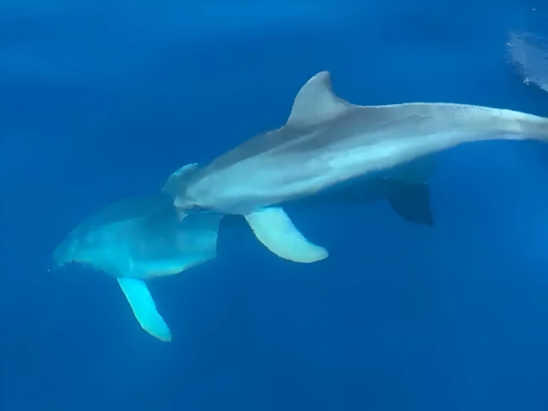 Louer Semi-rigide avec ou sans skipper Marlin Boat à Golfo Aranci