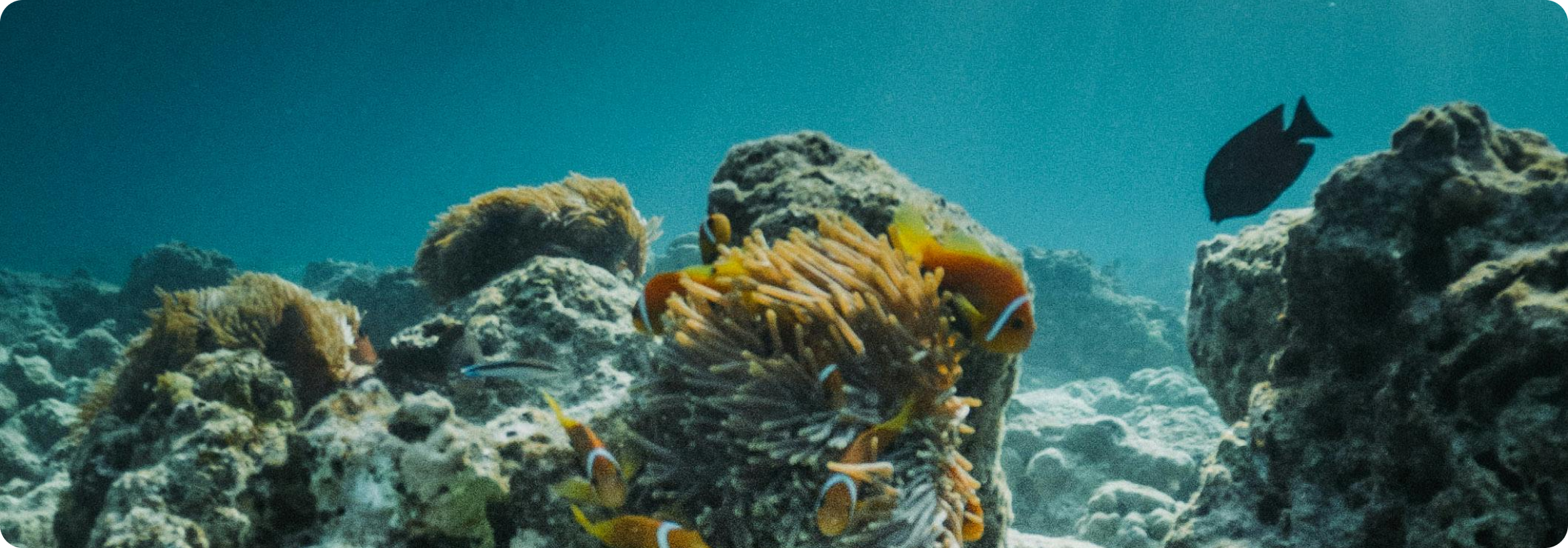 Fondation de la Mer - Océan